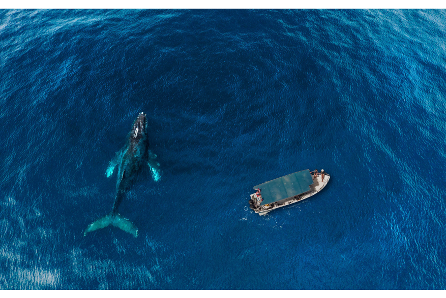 Whale Watching Aereal.jpg