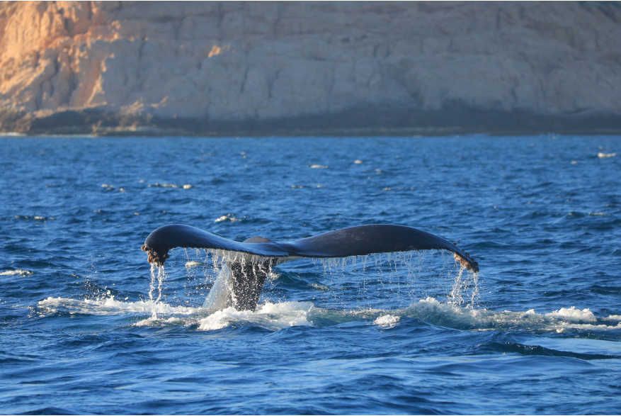 Whales Whales.jpg