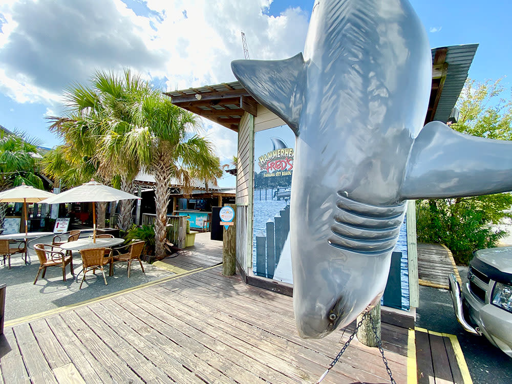 hammerhead shark grill photos