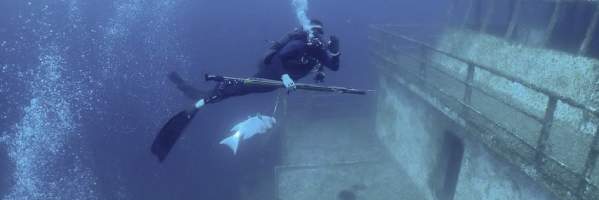 Diving w fish