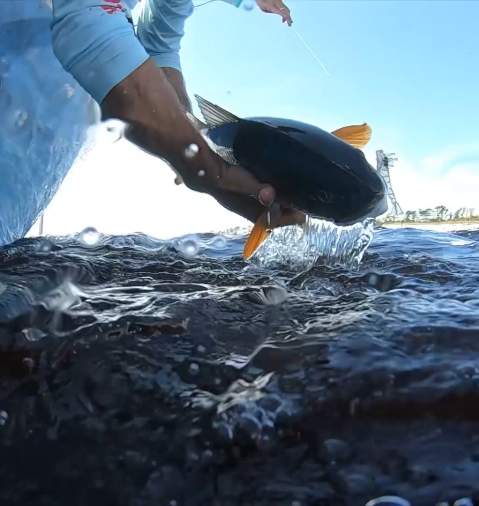 Man Holding Fish Out of Water in Panama City Beach