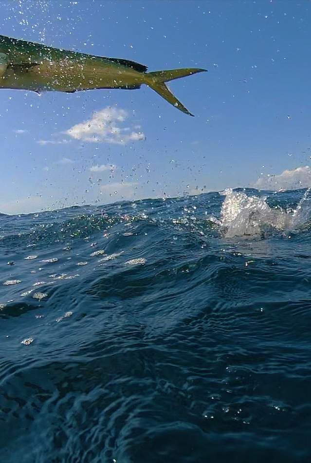 Mahi Mahi jumping out of water beside a fishing boat in Panama City Beach