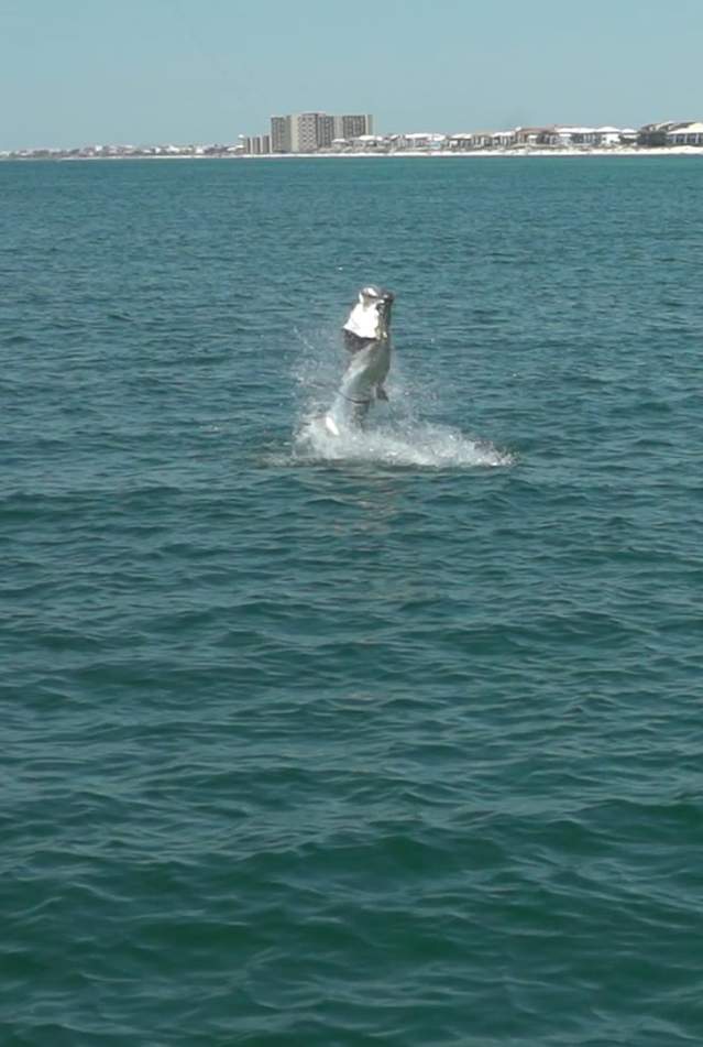 Fish Jumping Out of Water in Panama City Beach
