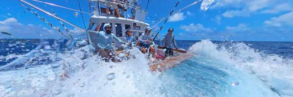 Marlin Fight