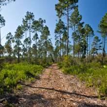 The Panama City Beach Conservation Park