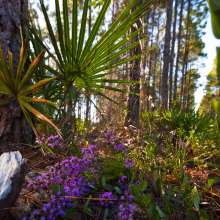 The Panama City Beach Conservation Park