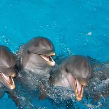 Gulf World Marine Park