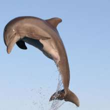 Gulf World Marine Park
