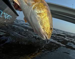 November Fishing Report