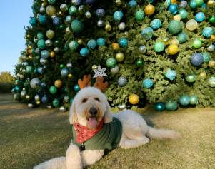 Holiday Activities in PCB