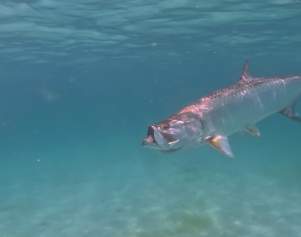 August Fishing Report