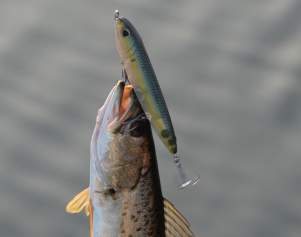 February Fishing Report