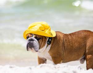 National Dog Day - Pet-Friendly Fun in PCB