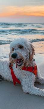 Dog laying on the beach