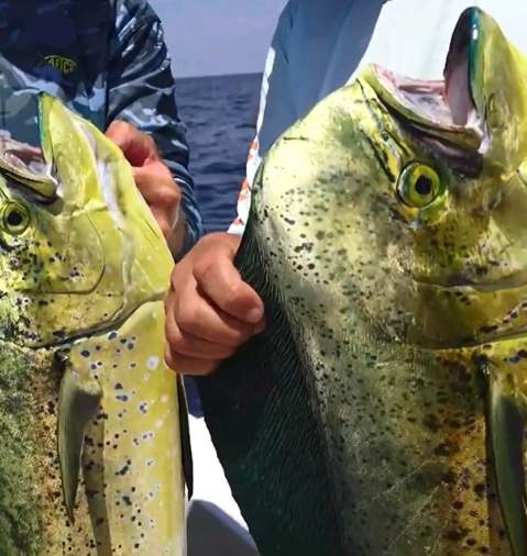 Mahi Mahi caught in Panama City Beach Florida