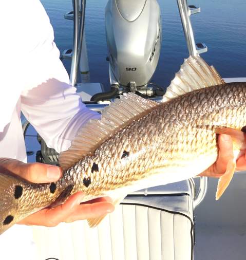 Redfish