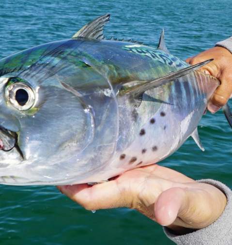 Bonita caught in Panama City Beach Florida