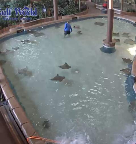 stingray bay gulf world marine park live webcam panama city beach florida
