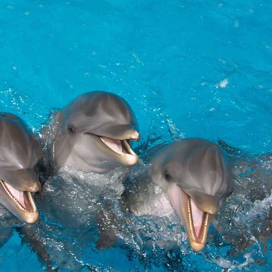 Gulf World Marine Park