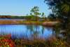 Camp Helen State Park
