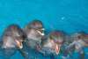 Gulf World Marine Park