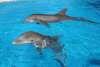 Gulf World Marine Park
