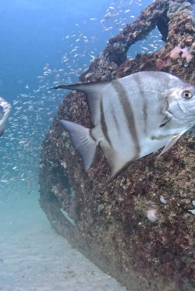 Fish