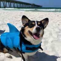 Corgi In A Shark Suit At Dog beach In Panama City Beach