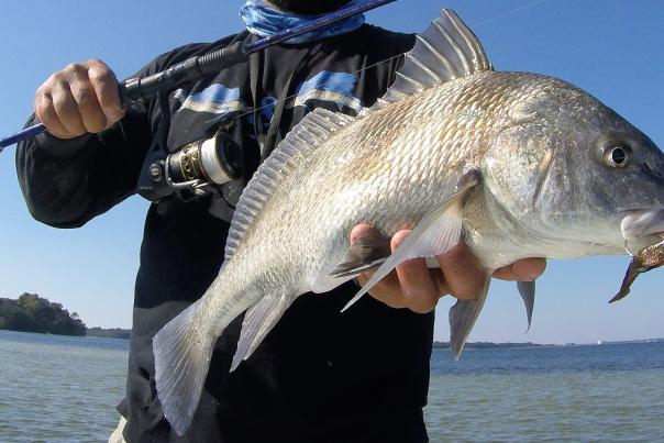 Black Drum