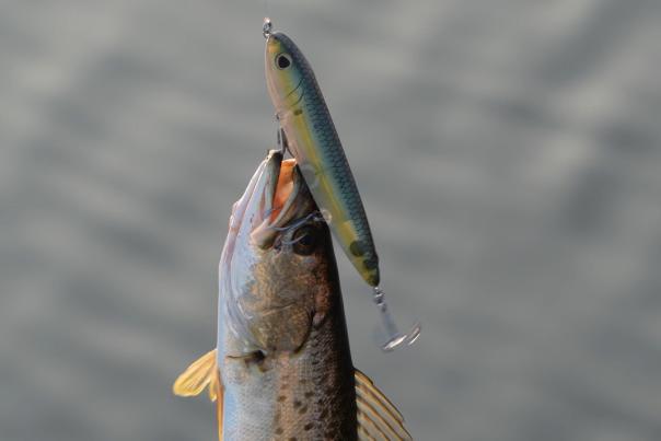 Fishing Report February 2024