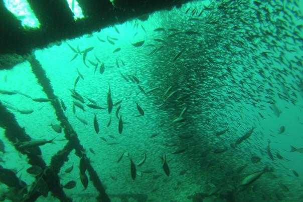 Wreck Diving Panama City Beach Florida