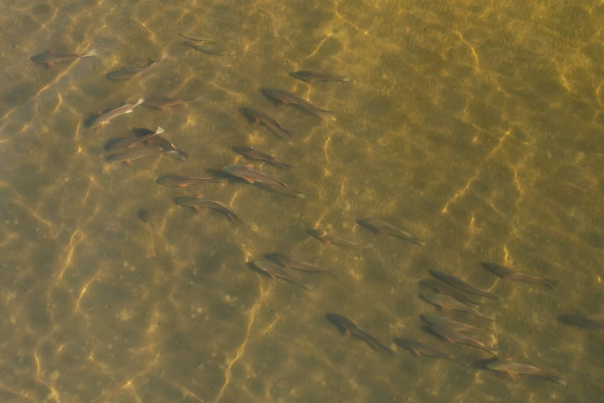 Fishing Report Jan 2022