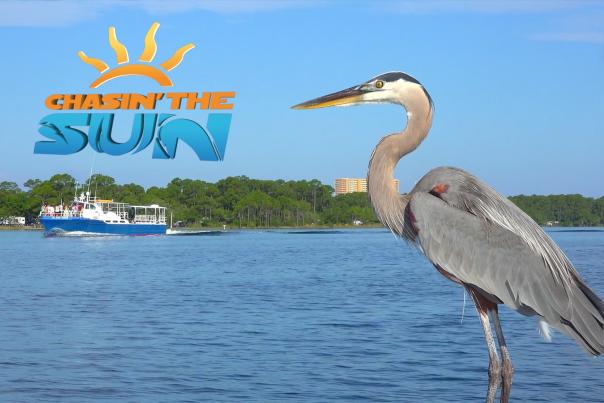 Heron Panama City Beach Florida