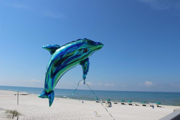 Small Business Dolphin