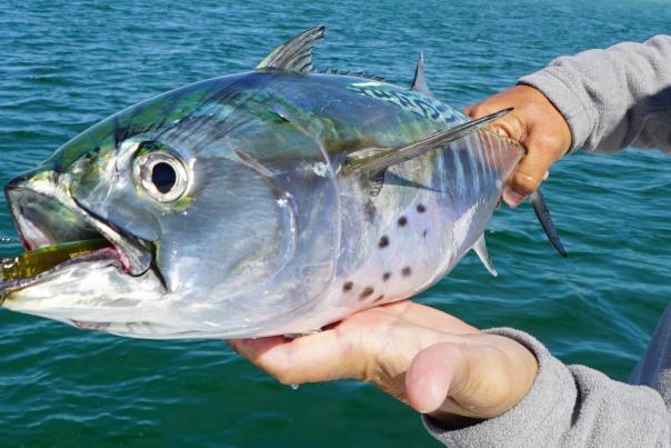 Bonita caught in Panama City Beach Florida