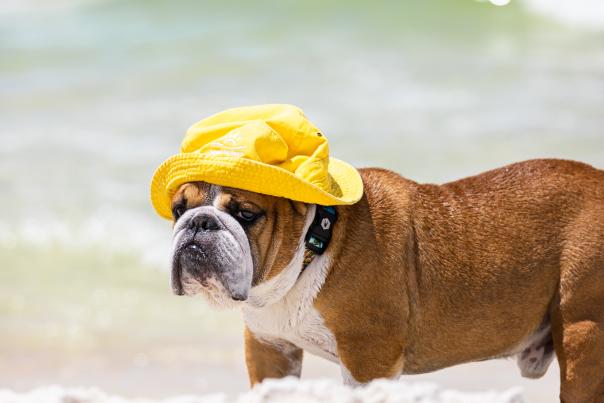 Bulldog In Yellow Hat In The Snow In Panama City Beach
