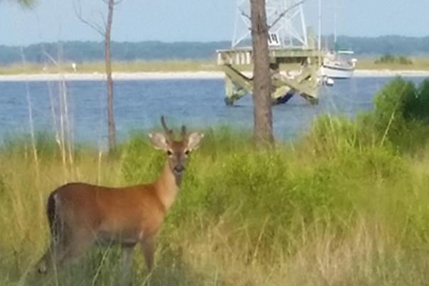 deer