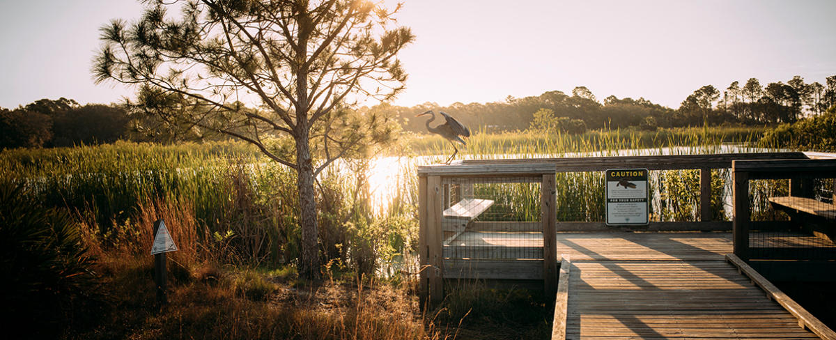 Ecotourism in Panama City Beach FL | Nature Vacation & Fun