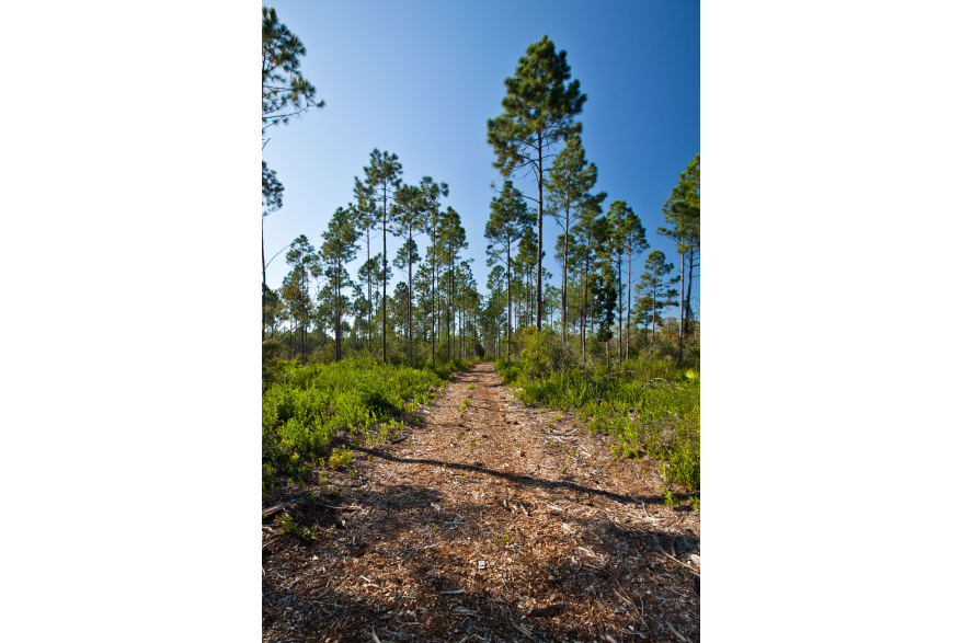 The Panama City Beach Conservation Park