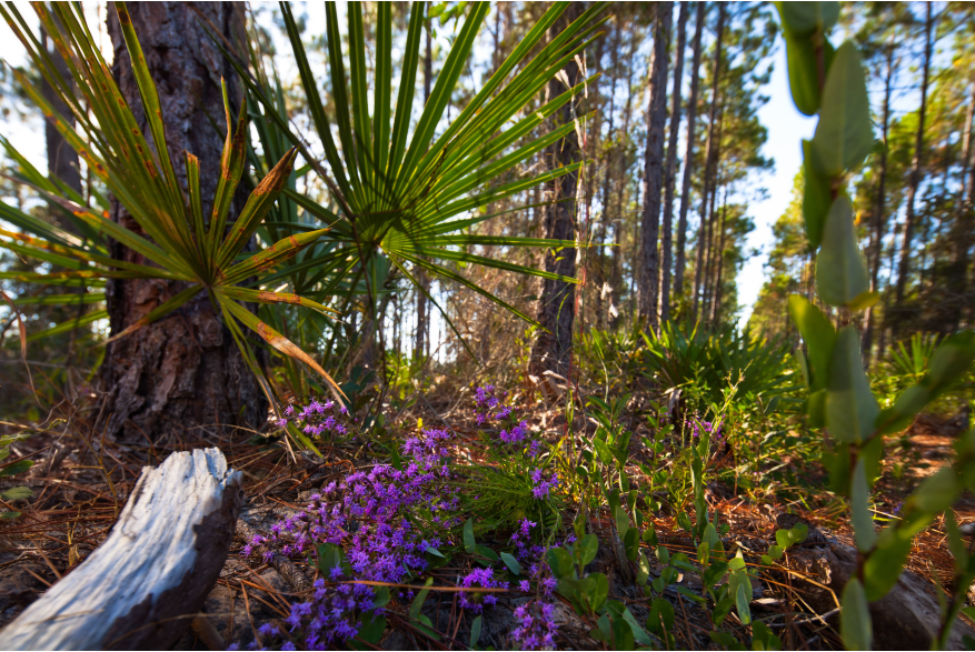 The Panama City Beach Conservation Park