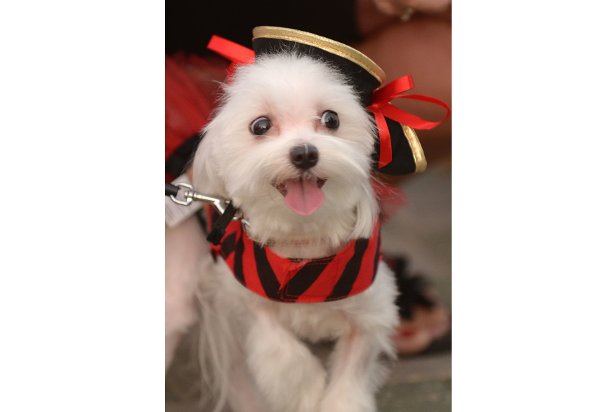 Pirates of the High Seas Festival