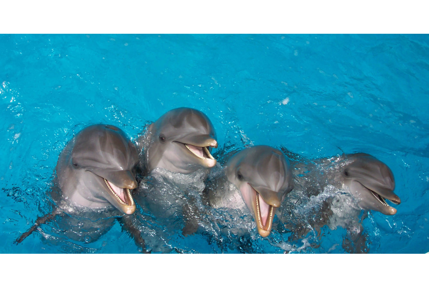 Gulf World Marine Park