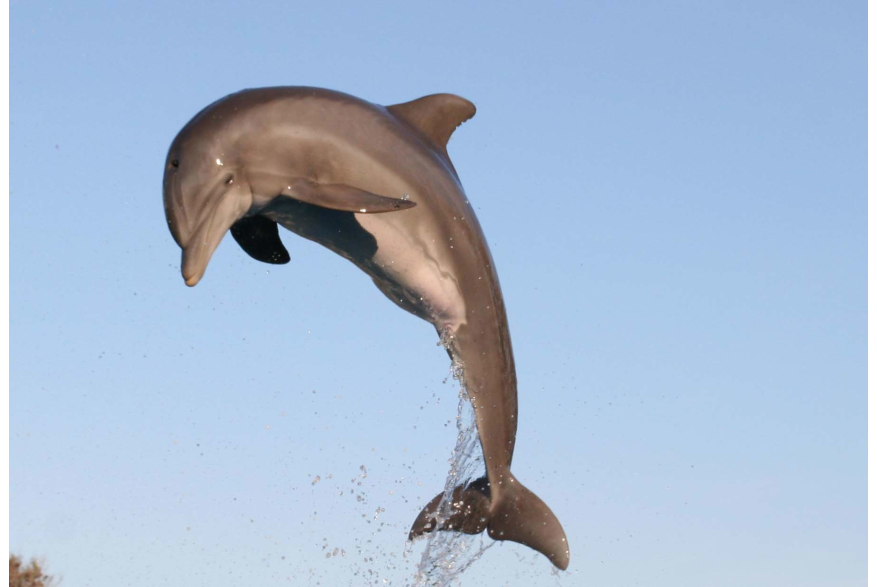 Gulf World Marine Park