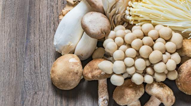 Utah Mushrooms Flashcard Workshop