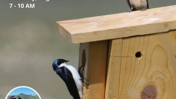 Avian Adventures | Park City, UT