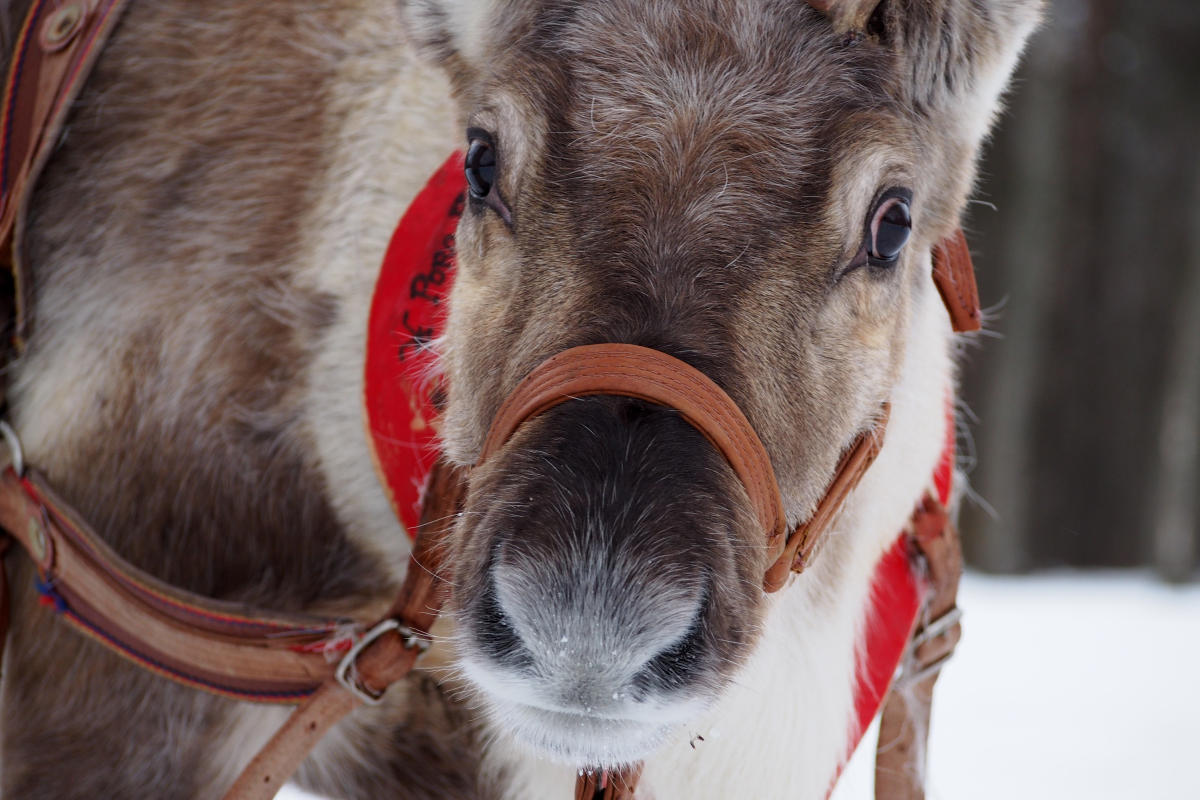 Santa's Reindeer at Waldorf Astoria Park City