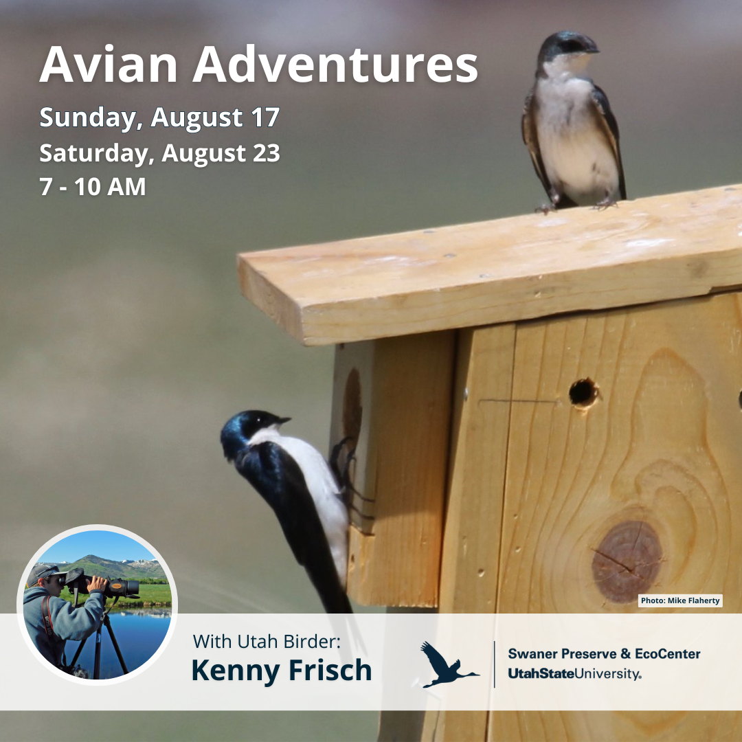 Avian Adventures | Park City, UT