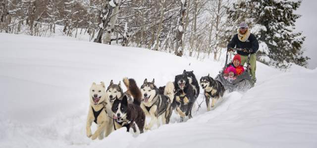 Dogs charging through fresh snow pulling sled with smiling mother and daughter.
