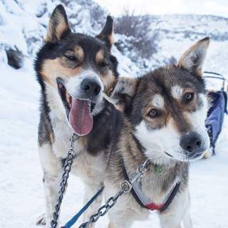 Two Sled Dogs Looking at Camera with Blue Mushing Sled in Background