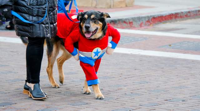 Tips for Attending Howl-O-Ween